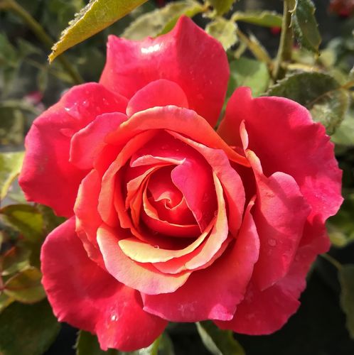 E-commerce, vendita, rose, in, vaso rose ibridi di tea - rosa - Rosa Copper Lights™ - rosa dal profumo discreto - Nola M. Simpson - ,-
